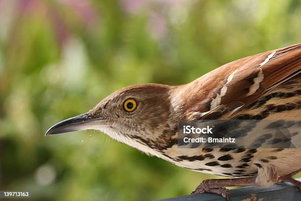 Der Brown Thrasher Blick Auf Sie Stockfoto und mehr Bilder von Braun - Braun, Extreme Nahaufnahme, Feder