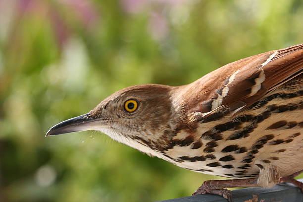 istock Close Brown Thrasher looking at you. 139713163