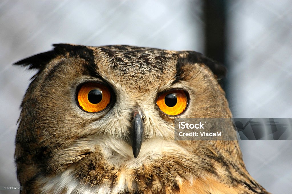 lechuza - Foto de stock de Animal libre de derechos