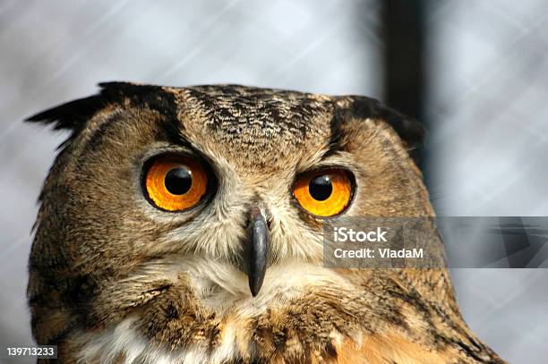 Lechuza Foto de stock y más banco de imágenes de Animal - Animal, Búho, Fauna silvestre