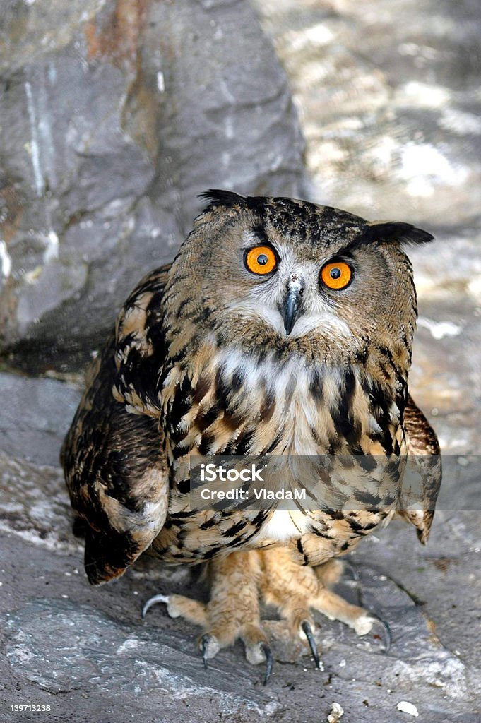 Owl- Sie an mich? - Lizenzfrei Eule Stock-Foto