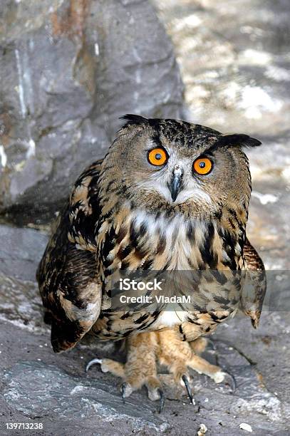 Owl Sie An Mich Stockfoto und mehr Bilder von Eule - Eule, Fotografie, Nacht