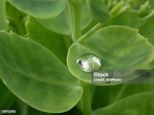 Foto de Brilhante Waterdrop Em Uma Folha e mais fotos de stock de Alto contraste - Alto contraste, Contrastes, Flora