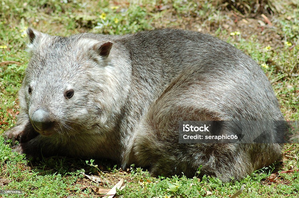 Southern cabeludo nariz Wombat - Royalty-free Cabeludo Foto de stock