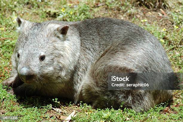 Southern Cabeludo Nariz Wombat - Fotografias de stock e mais imagens de Cabeludo - Cabeludo, Wombat, Pelo de animal