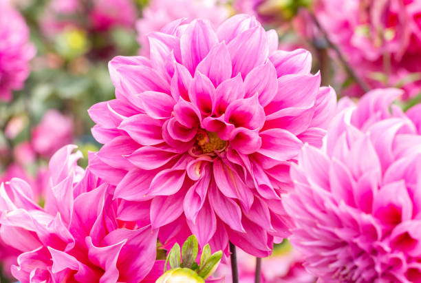 istock Pink flower, dahlia hybrid. 1397133446