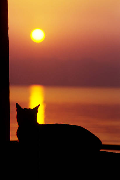 Cat watching sun go down stock photo