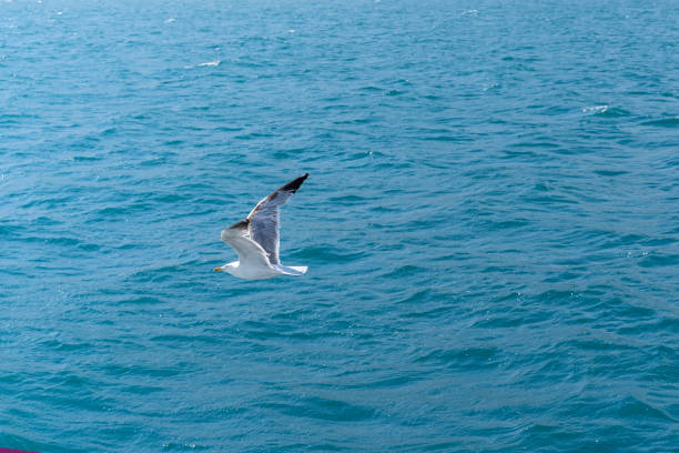 istock Seascape with a flying white gull 1397134198
