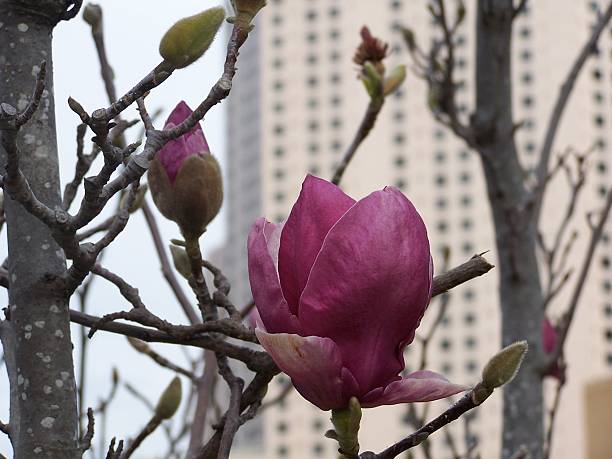 Magnolia against a building Magnolia with tall buildings on the background plushka stock pictures, royalty-free photos & images