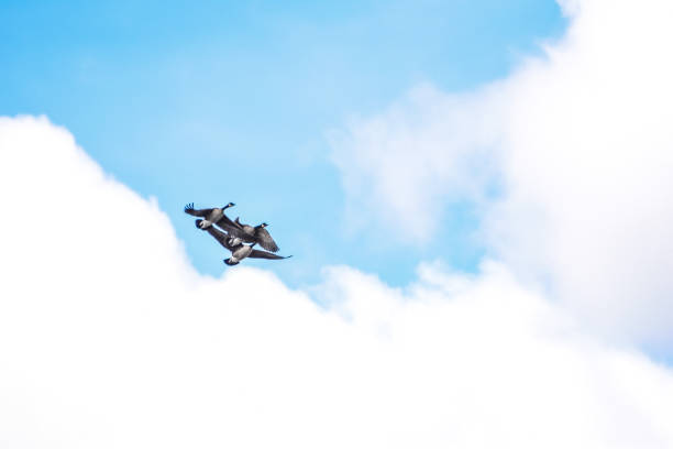 istock Canadian geese in flight 1397135806