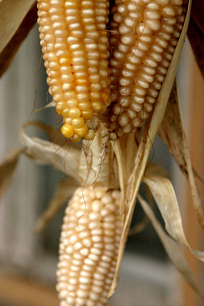 Corn stock photo