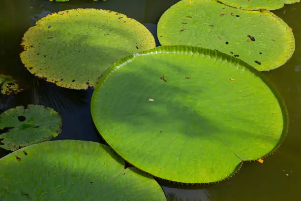 Photo of Victoria is a genus of water-lilies, in the plant family Nymphaeaceae, with very large green leaves