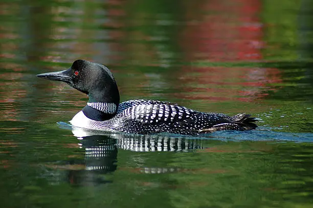 Photo of Loon on Sharbot Lake