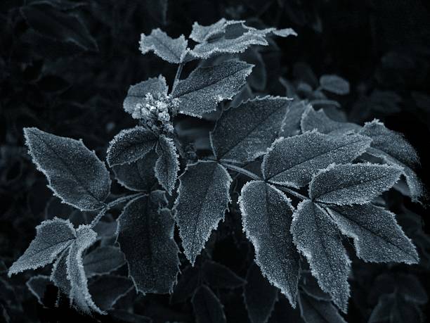 frosted leaves stock photo