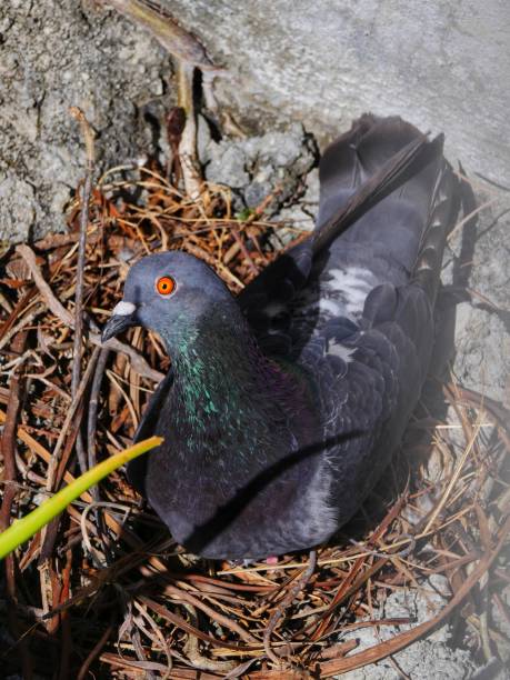 pretty young pigeon in its urban nest
