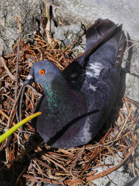 istock Pigeon laying on nest in urban environment 1397136710