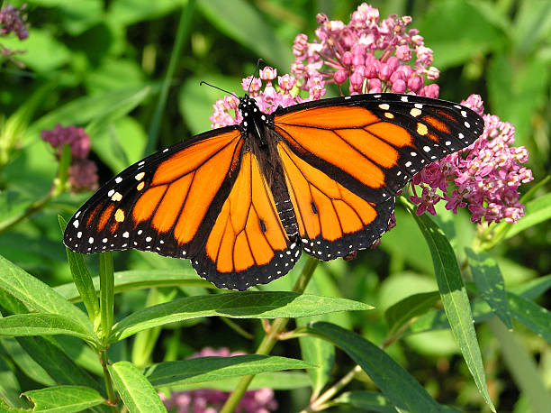 Monarch-7 A monarch butterfly sipping nectar from swamp milkweed flower. milkweed stock pictures, royalty-free photos & images
