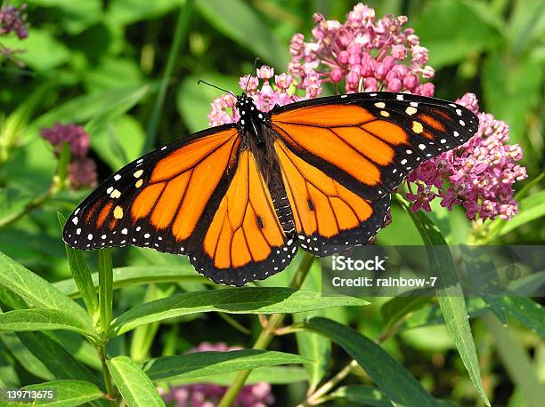 Monarca 7 - Fotografias de stock e mais imagens de Borboleta-monarca - Borboleta-monarca, Planta-da-seda, Borboleta