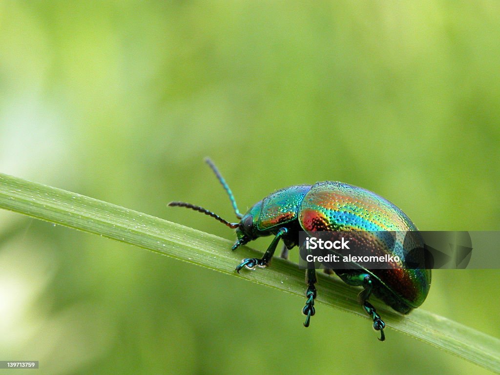 Tęcza beetle na leaf - Zbiór zdjęć royalty-free (Bliskie zbliżenie)