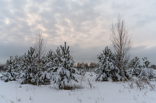 Evening in the winter forest after a snowfall. A group of young pine trees in a snowy meadow. The branches of the trees are lushly covered with white snow. Embossed cloudy sky. Russia, Ural