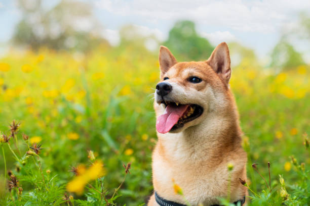 Japanese dog. Shiba Inu dog with colorful flower. Dog in a field of colorful meadow. stock photo