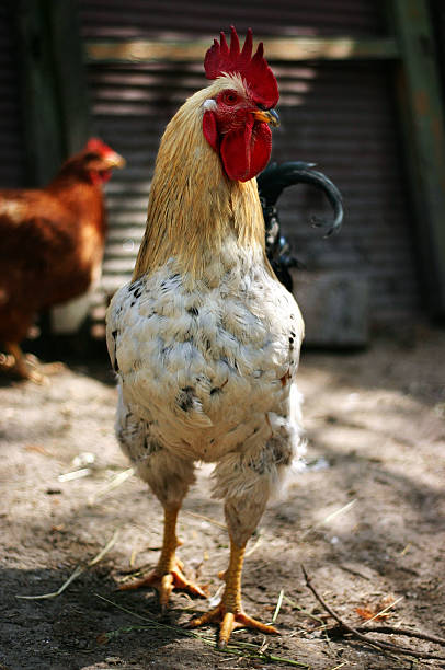 Rooster stock photo