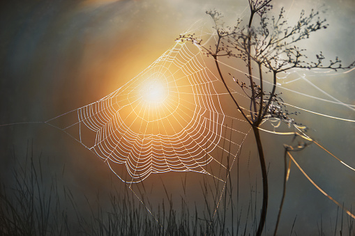 Forest web against the background of the golden rising sun in early spring. Openwork web stretched between branches of tall dry grass