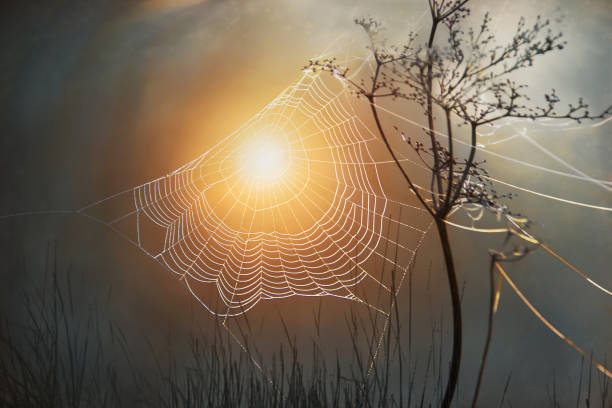 Forest web against the background of the golden rising sun in early spring. Forest web against the background of the golden rising sun in early spring. Openwork web stretched between branches of tall dry grass sunset dew stock pictures, royalty-free photos & images
