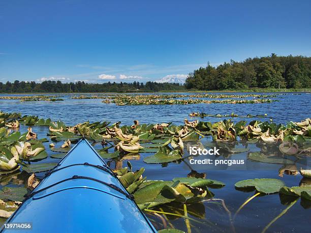 Photo libre de droit de Du Kayak J banque d'images et plus d'images libres de droit de Kayak - Sport - Kayak - Sport, Lac, Marais