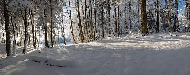Winter Forest Panorama stock photo
