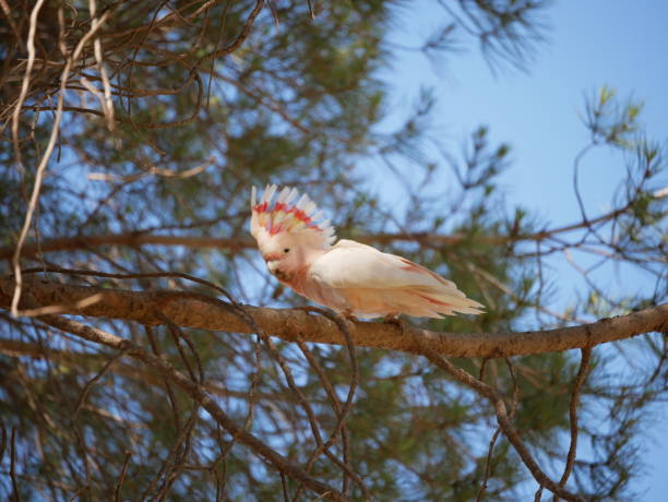 istock Young Major Mitchell 'Pink' Cockatoo with crest up 1397141681