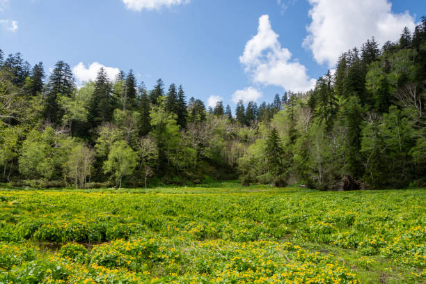 zones humides au début de l’été avec des fleurs jaunes - parc national de daisetsuzan photos et images de collection