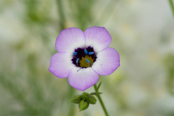 istock Gilia tricolor in full bloom 1397142365