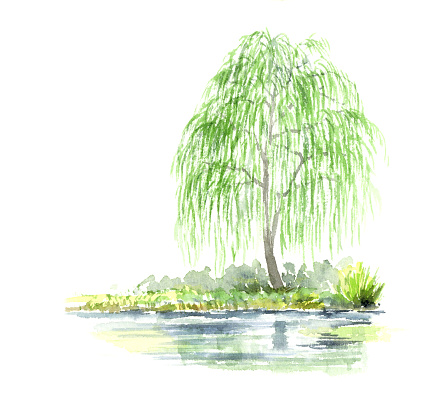 Watercolor illustration of a willow weeping tree