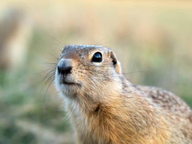 istock Gopher portrait on the lawn. Close-up. 1397142403