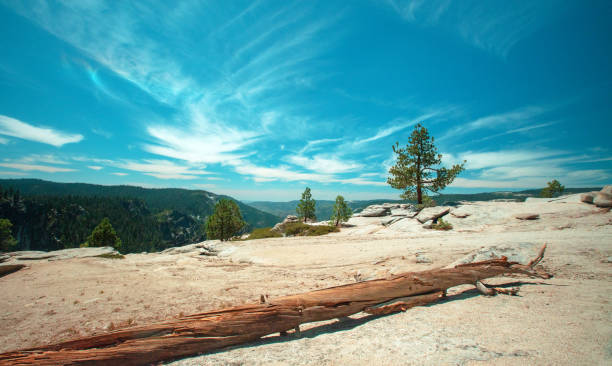 Pine tree under cirrus cloudscape at Taft Point in Yosemite National Park in Central California United States