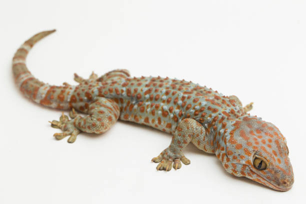 istock Tokay Gecko (Gekko gecko)  on white background. 1397143136