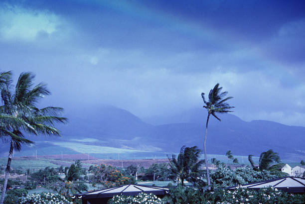 Paradise Hawaiian Palms and Rainbow stock photo