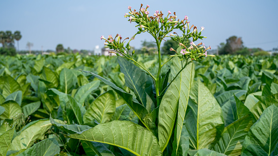 Nicotiana(Tobacco plants) is a genus of herbaceous plants and shrubs in the family Solanaceae