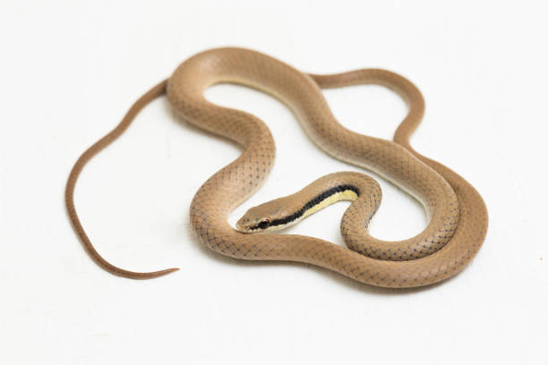istock Malayan Ringneck Snake liopeltis tricolor  on white background 1397143877