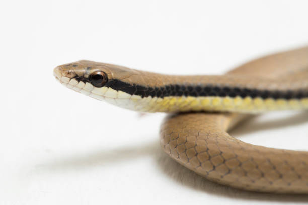 istock Malayan Ringneck Snake liopeltis tricolor  on white background 1397143878