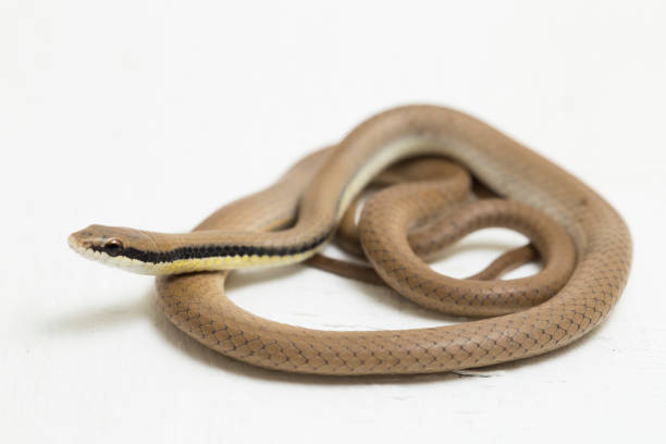 Malayan Ringneck Snake liopeltis tricolor  on white background