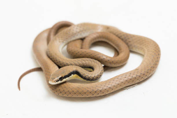 istock Malayan Ringneck Snake liopeltis tricolor  on white background 1397143881