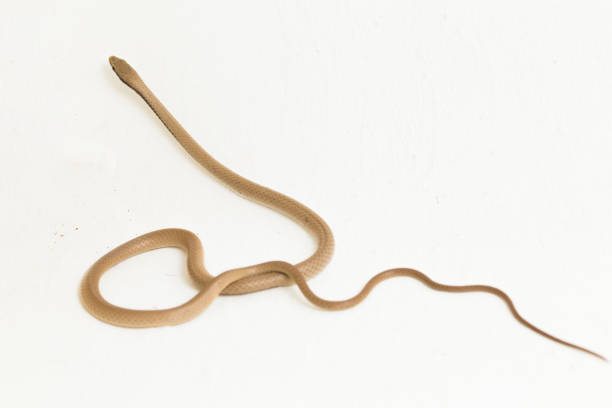 istock Malayan Ringneck Snake liopeltis tricolor  on white background 1397143889