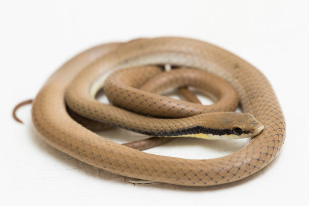 istock Malayan Ringneck Snake liopeltis tricolor  on white background 1397143891