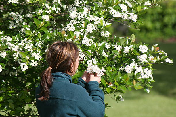 Woman Picking Flowers stock photo
