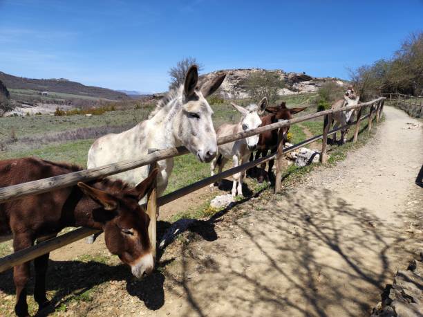 a donkey in the field on a sunny day