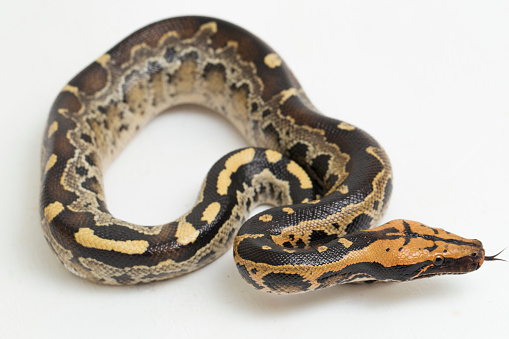 Borneo short-tailed blood python snake curtus breitensteini on white background.