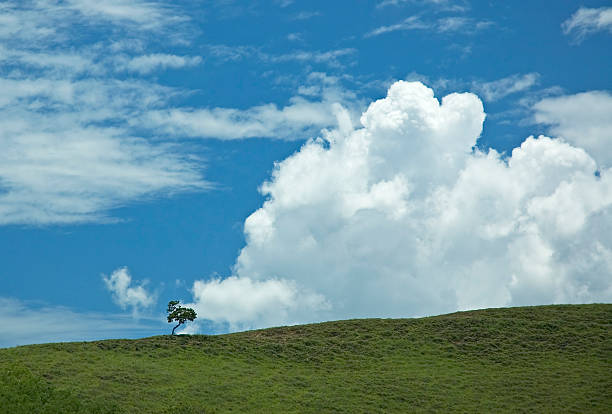 istock background of blue sky and green grass and lonely tree 139714436