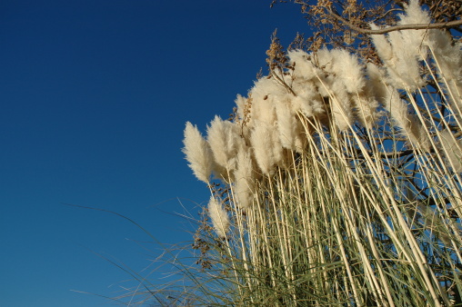 Reeds/pasto photo
